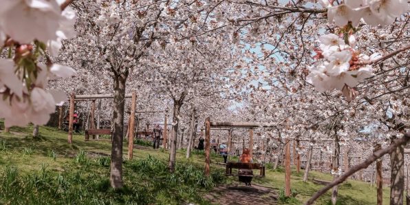 Alnwick Gardens Cherry Blossom