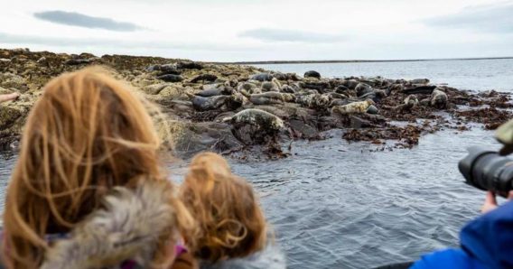 See wildlife in Northumberland at Farne Islands